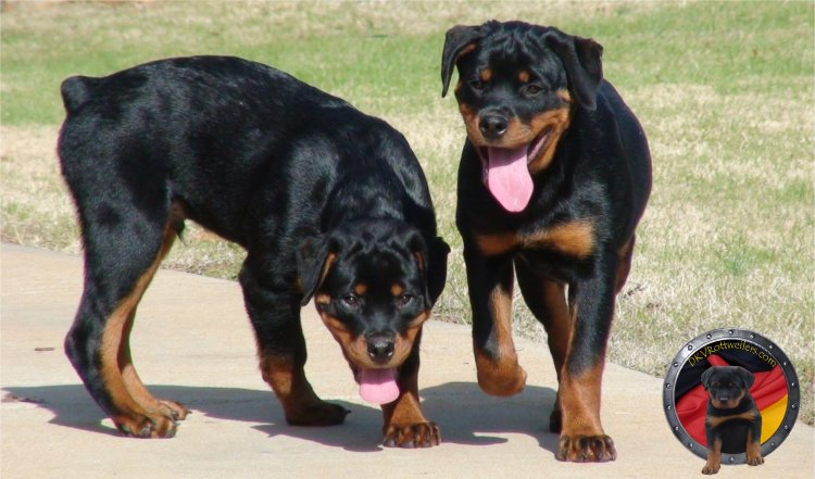 Przyszłość rottweilerów z ogonami