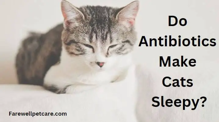 Antybiotyki i zmęczenie
