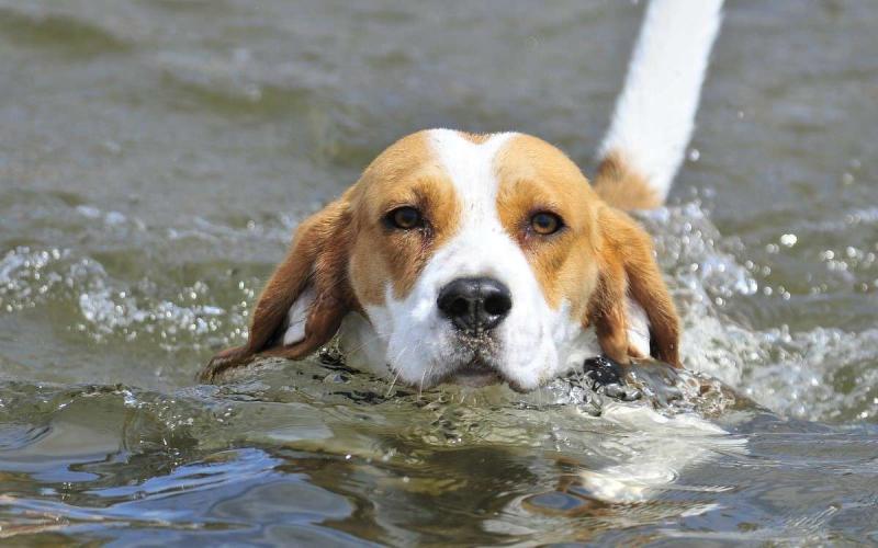 Wskazówki dotyczące wprowadzania psów rasy Beagle do wody