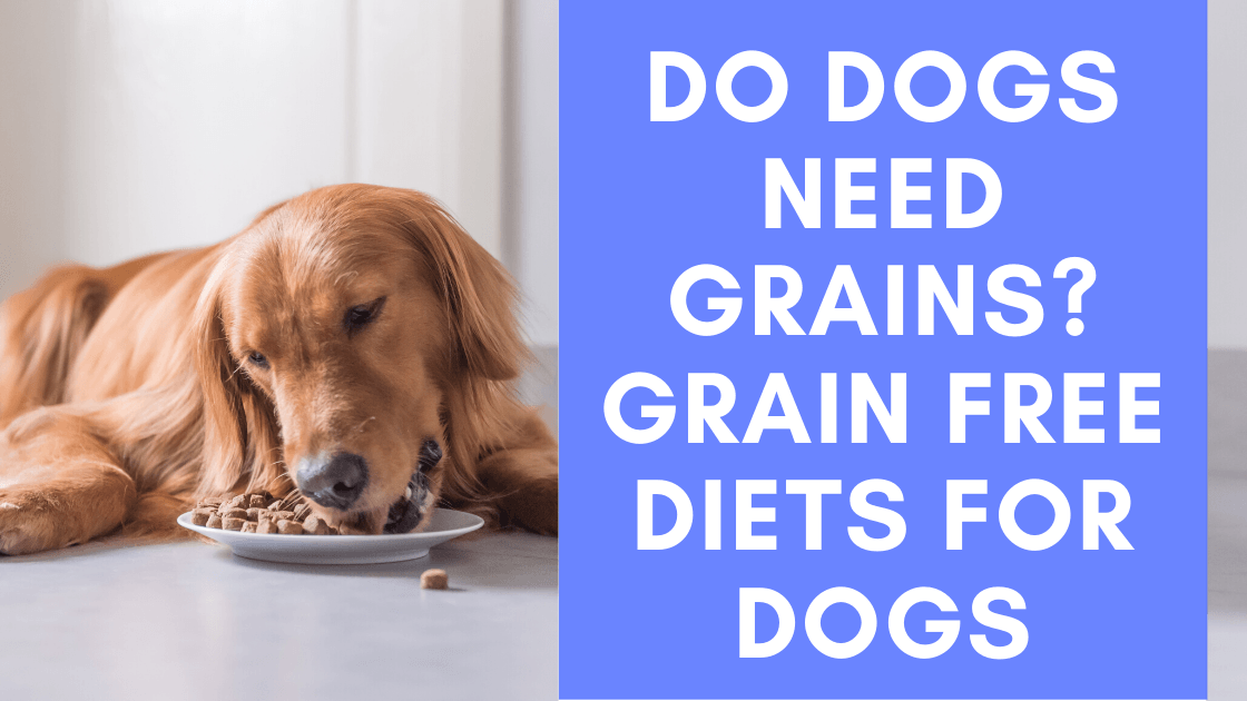 Czy psy potrzebują zbóż w swojej diecie? Fakty i często zadawane pytania zatwierdzone przez weterynarzy