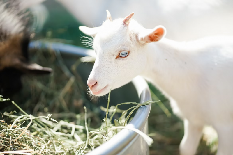 Czy należy obawiać się spożywania mleka od kóz jedzących trujący bluszcz?