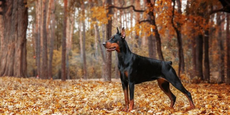 2. Czerwone dobermany są bohaterami wojennymi