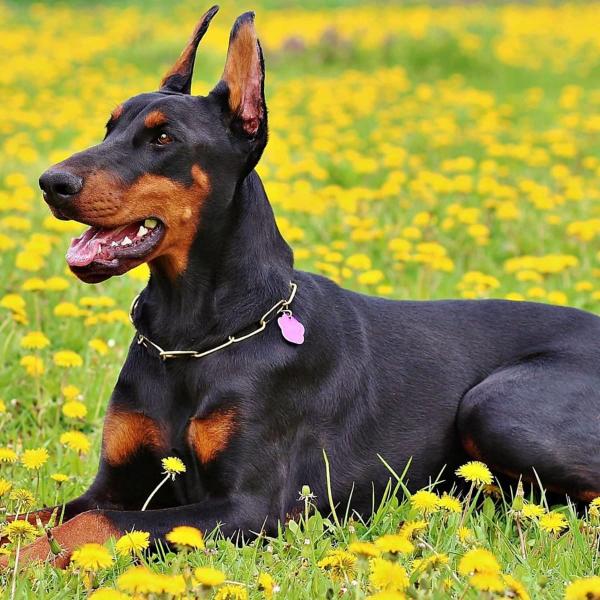 Niesamowity pinczer dobermański