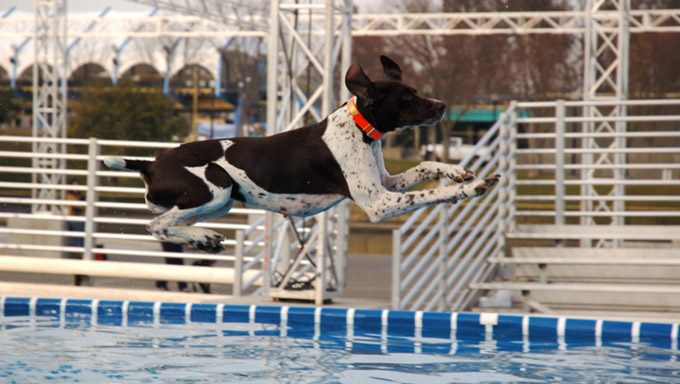 Jak zgłosić psa do zawodów w skokach do wody?