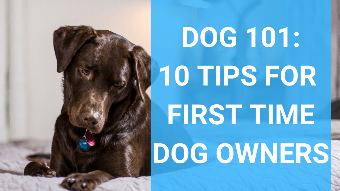 15 najważniejszych wskazówek dla początkujących właścicieli psów: Jak zacząć?