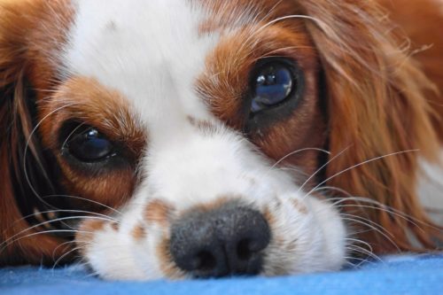 Czy Cavalier King Charles Spaniel dużo linieje? Porady, pielęgnacja i najczęściej zadawane pytania