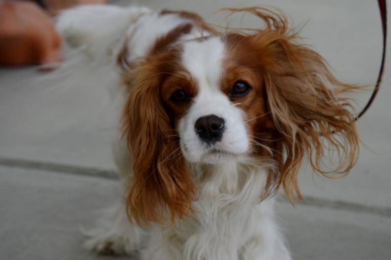 Wskazówki dotyczące pielęgnacji Cavalier King Charles Spaniela