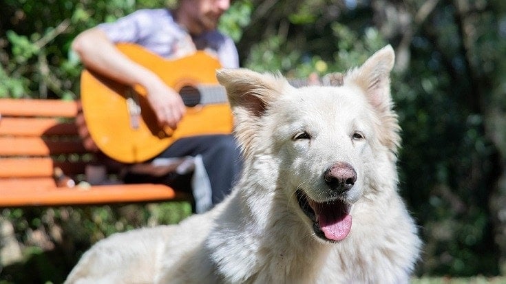 Jaki rodzaj muzyki preferują psy?