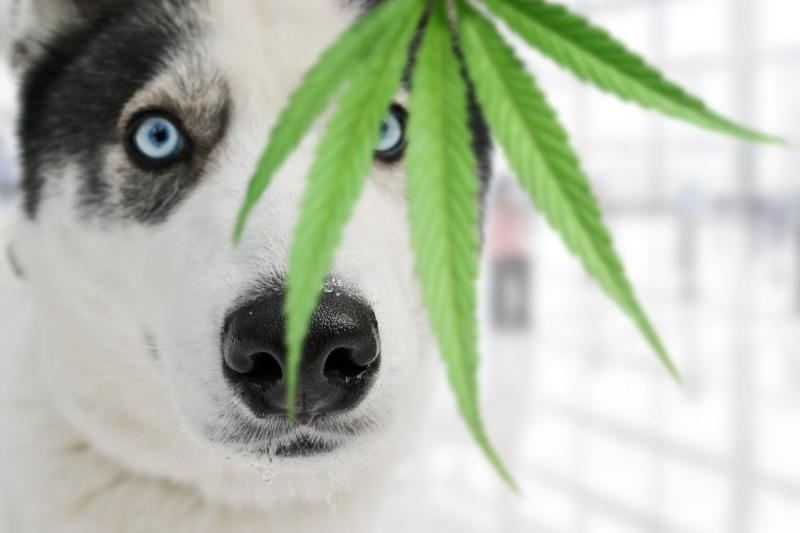 Mój pies zjadł marihuanę: Nasz weterynarz wyjaśnia, co robić
