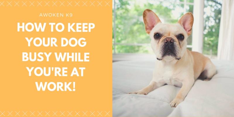 Jak zapewnić psu zajęcie podczas pracy: 18 sprawdzonych metod
