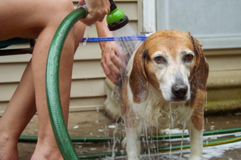 Przewodnik krok po kroku dotyczący kąpania psów, które nie lubią kąpieli