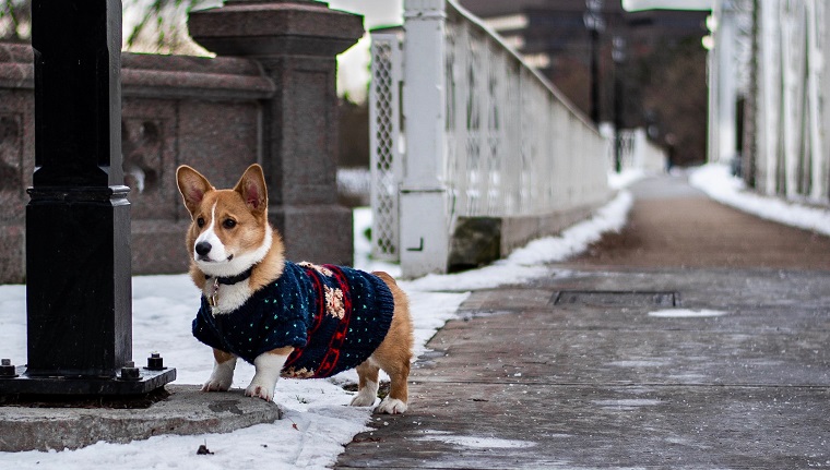 Czy corgi lubią zimną pogodę? Czy lubią śnieg?