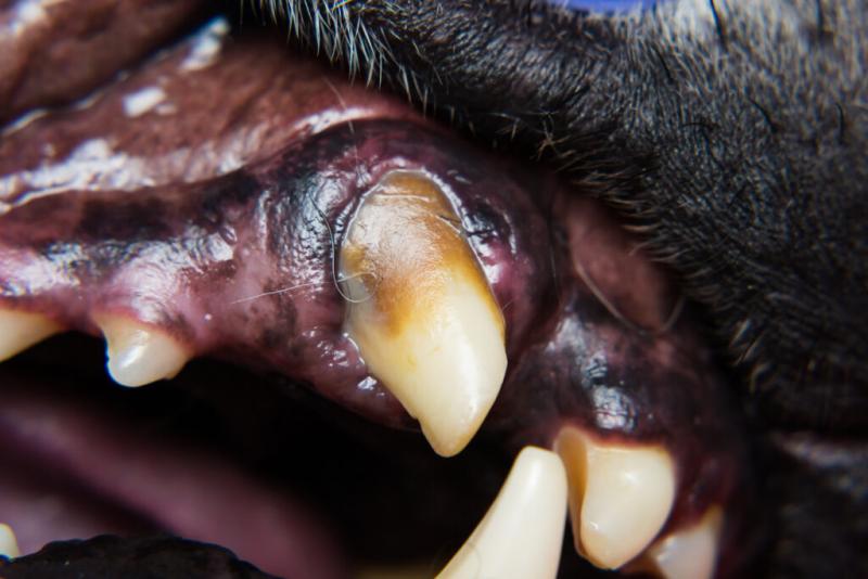Czy złamany ząb u psa to nagły wypadek? Kiedy zadzwonić do weterynarza