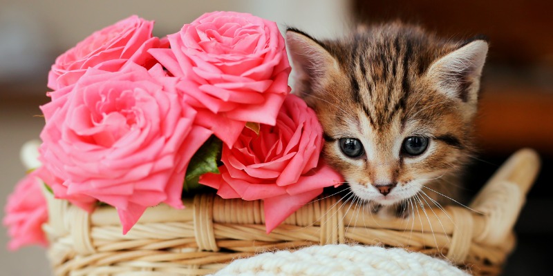 Co zrobić, jeśli kot połknie róże?