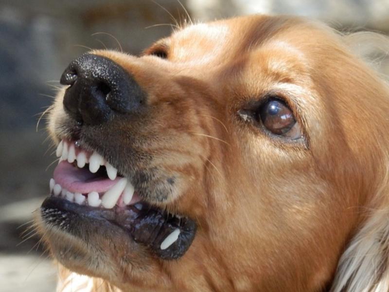 Dlaczego mój pies ślini się w parku dla psów? 8 powodów i porad zatwierdzonych przez weterynarza