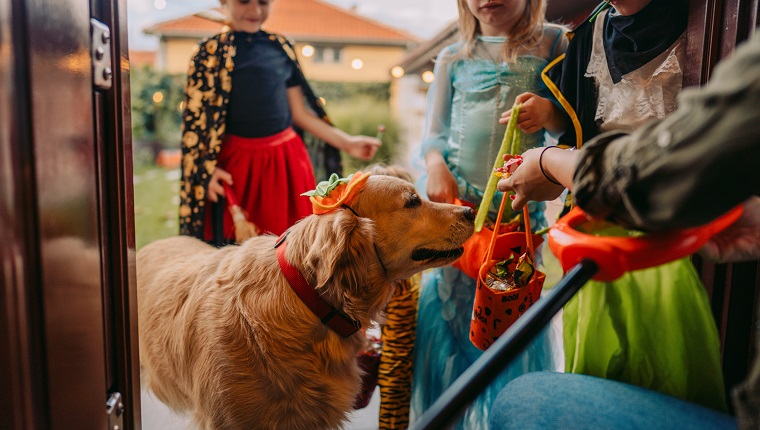 Mój pies zjadł cukierka na Halloween: Porady weterynarza na temat tego, co robić