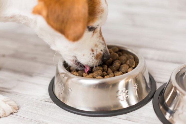 Co powoduje psucie się karmy dla psów?