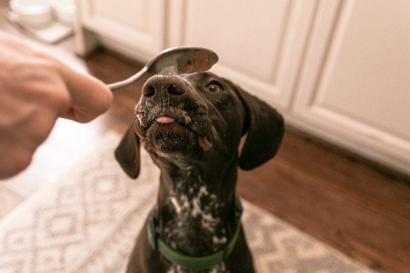 Czy psy mogą jeść masło orzechowe? Fakty zatwierdzone przez weterynarza i często zadawane pytania