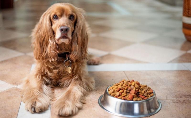 TBHQ w karmie dla psów: Fakty dotyczące żywienia i bezpieczeństwa zatwierdzone przez weterynarzy