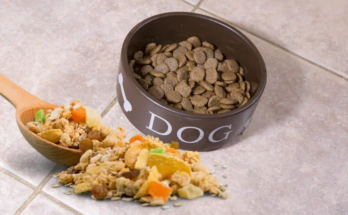 10 najlepszych wysokobłonnikowych karm dla psów na problemy z gruczołem odbytu