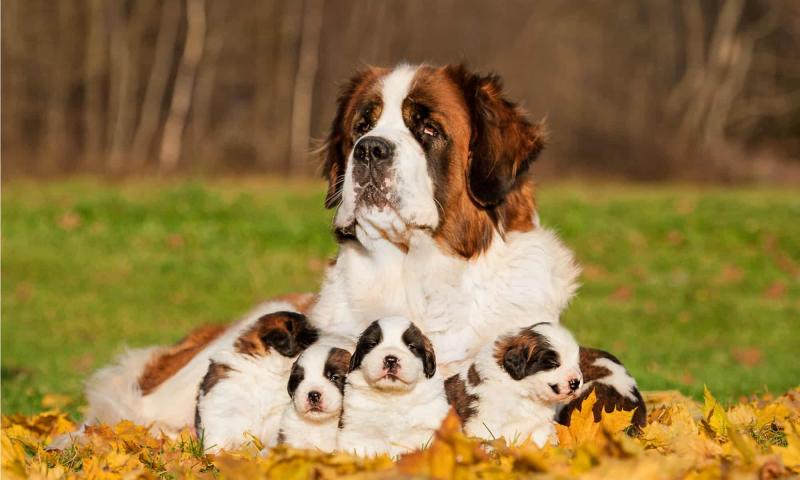 5. Sucha karma dla psów Royal Canin Large Joint Care
