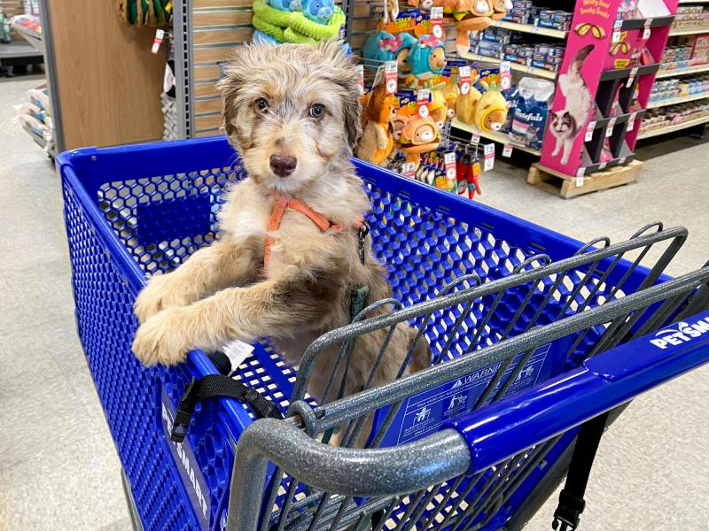 Czy psy są dozwolone w Safeway? Polityka dotycząca zwierząt domowych w sklepie 2024