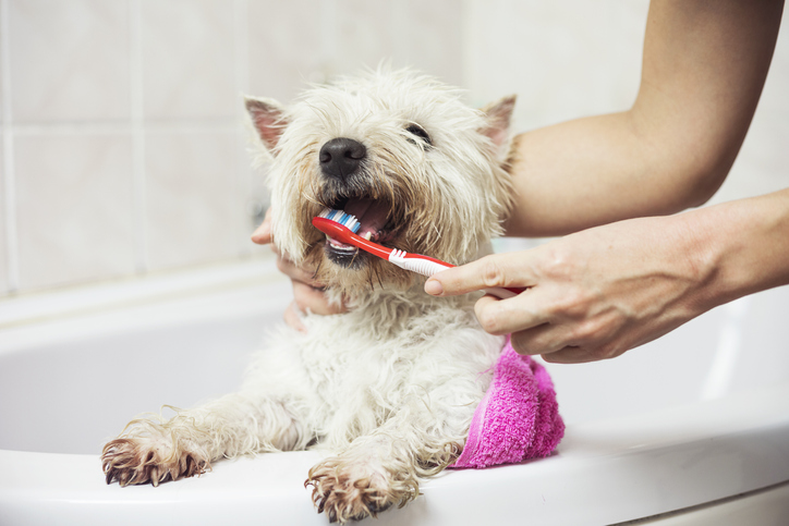 Ile kosztuje czyszczenie zębów psa w Wielkiej Brytanii? (Przewodnik cenowy 2024)