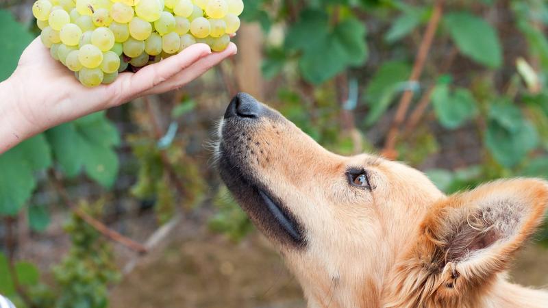 Czy psy są uczulone na winogrona? Fakty dotyczące alergii zatwierdzone przez weterynarza