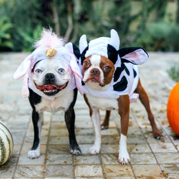 13 zabawnych kostiumów na Halloween dla psów, które z pewnością sprawią, że będziesz się śmiać
