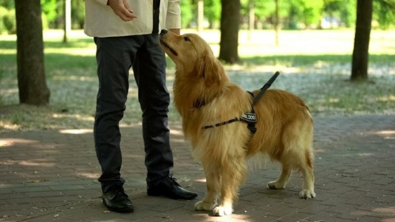 Jak powstrzymać psa przed szczekaniem na inne psy: 5 wskazówek zatwierdzonych przez weterynarza