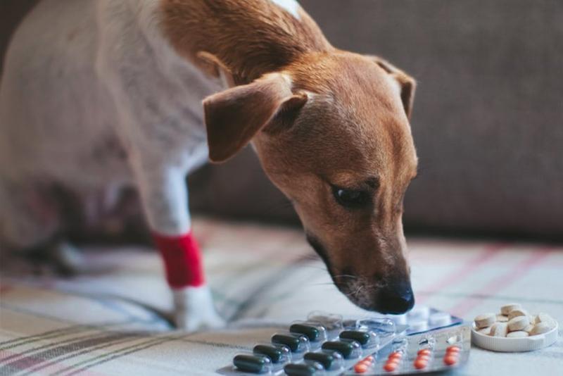 Czy można podawać psom ibuprofen? Fakty i najczęściej zadawane pytania