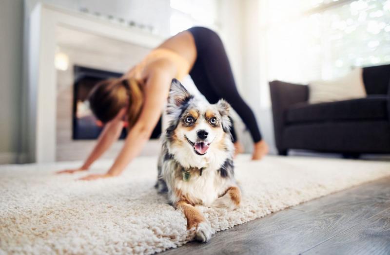 Czym jest joga dla psów?