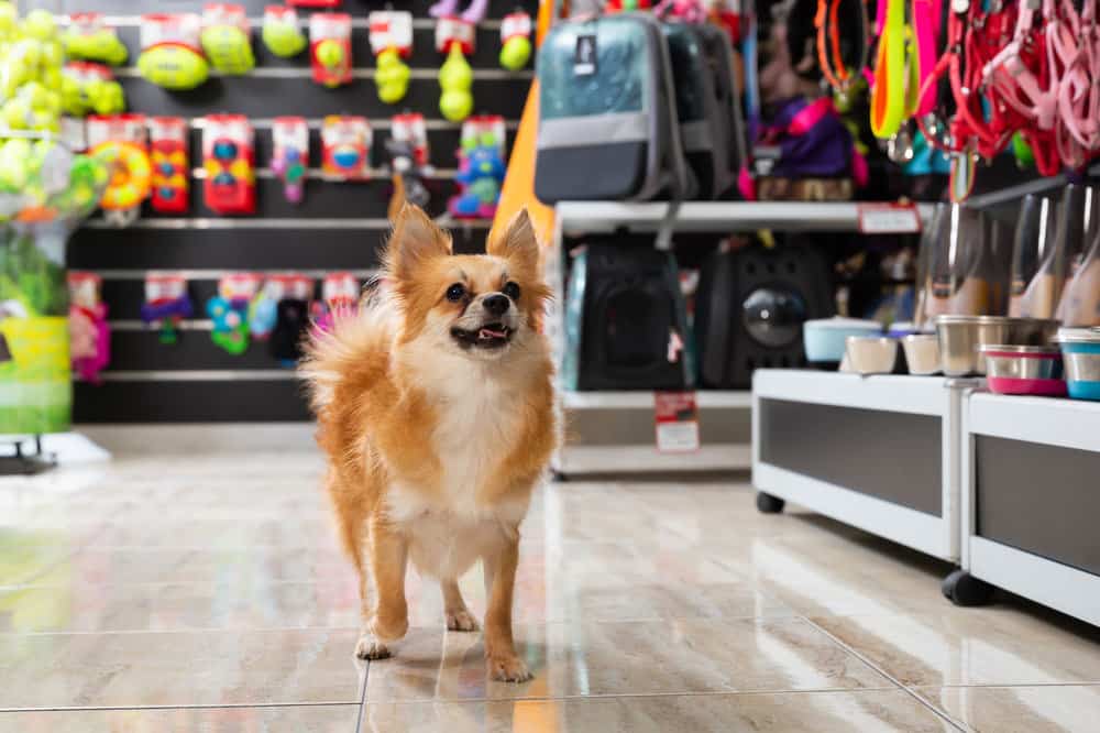 Wskazówki dotyczące bezpieczeństwa psa w sklepie HomeGoods