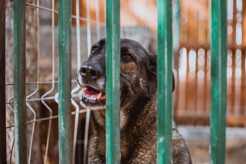 17 statystyk i faktów dotyczących adopcji zwierząt domowych w 2024 roku