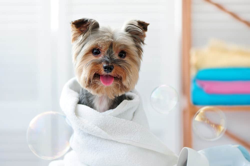 Jak sprawić, by pies ładnie pachniał bez kąpieli: 8 prostych wskazówek