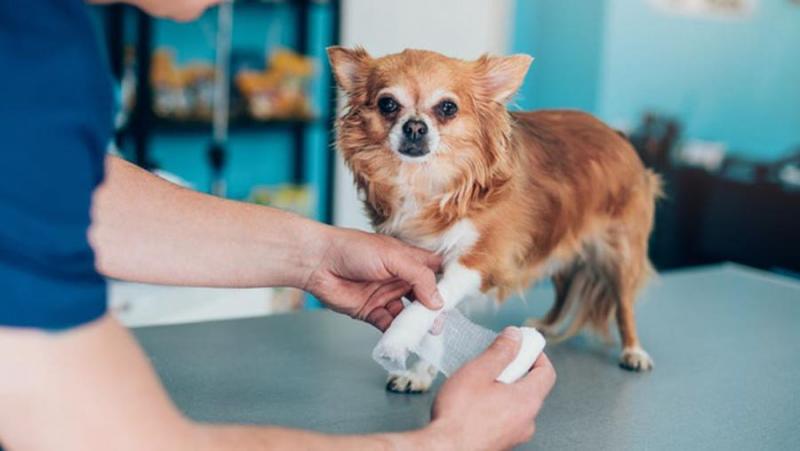 Ile kosztuje profesjonalne leczenie złamanych paznokci u psa?