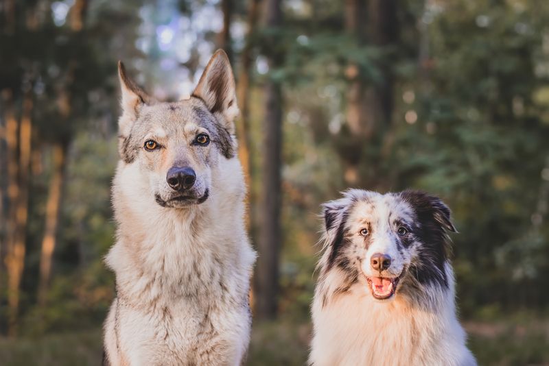 Żywotność krzyżówek wilka z psem