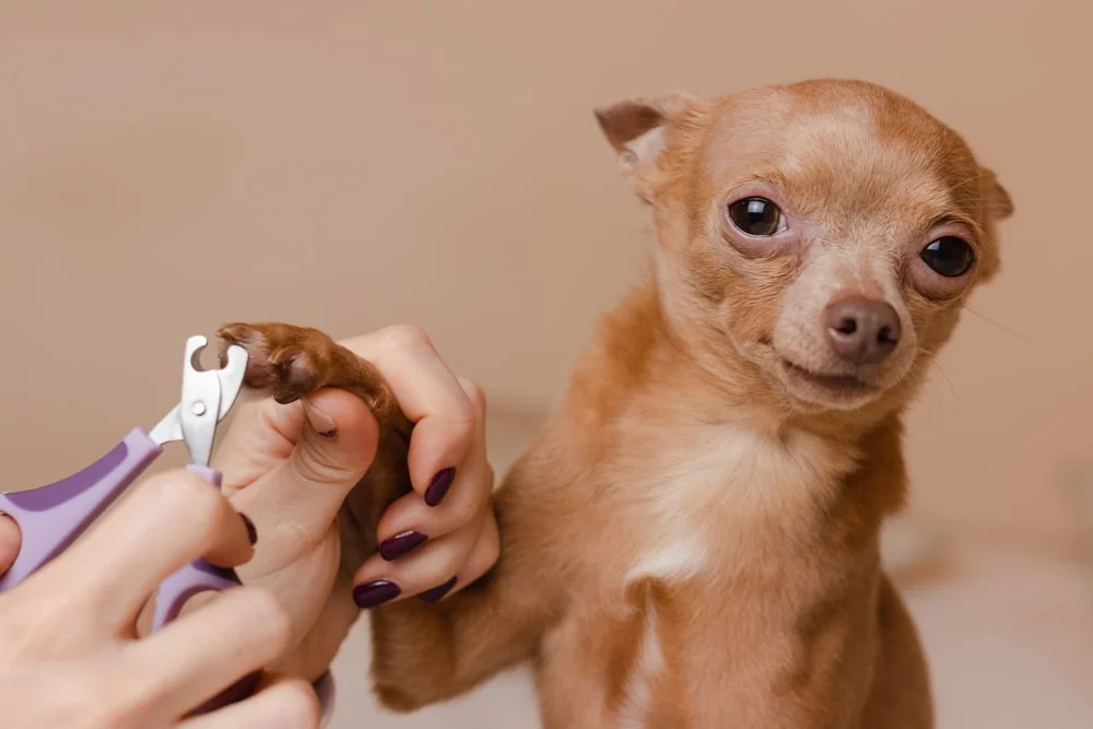 Ile kosztuje leczenie złamanego paznokcia u psa u weterynarza? Przewodnik cenowy 2024