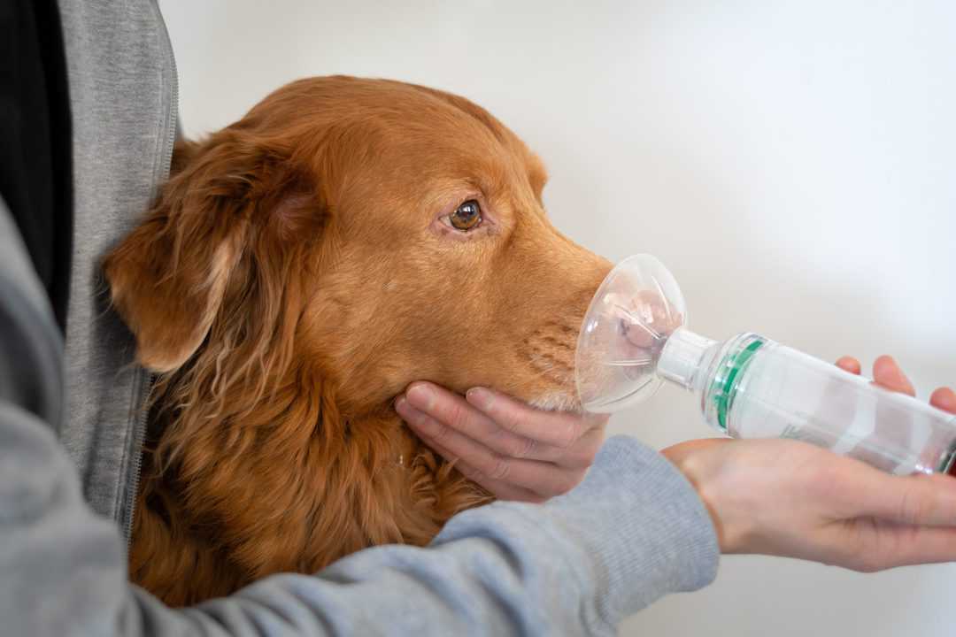 Zapalenie płuc u psów: przyczyny, objawy i opieka wyjaśnione przez weterynarza