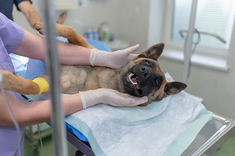 Rozważania przy wyborze PetSmart