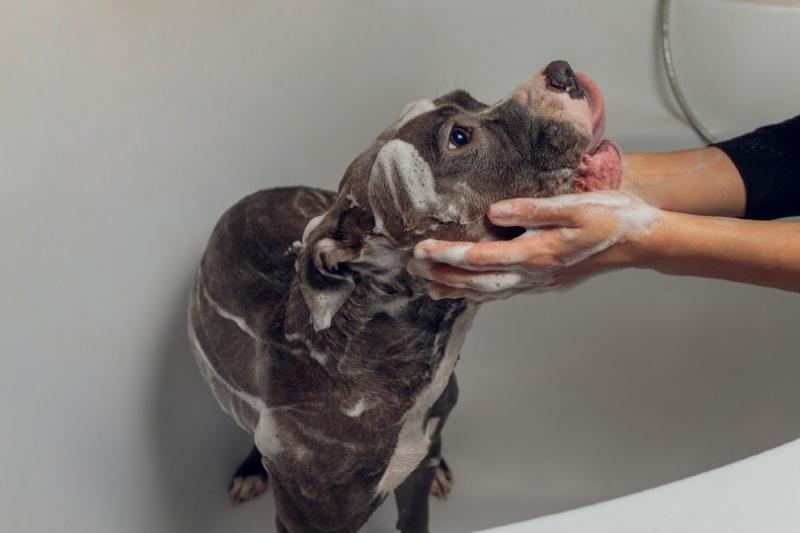Jak wykąpać psa, który nie znosi kąpieli: 7 wskazówek zatwierdzonych przez weterynarza