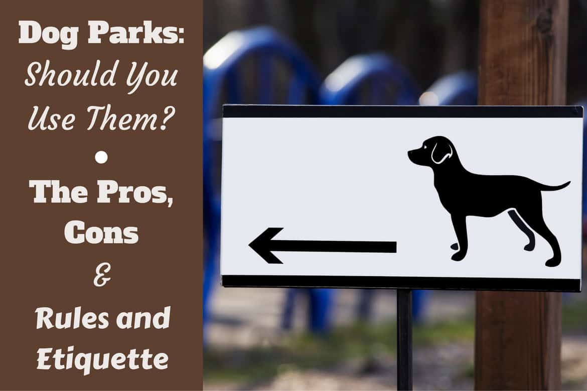 Czy twój pies jest stworzony do zabawy w psim parku?