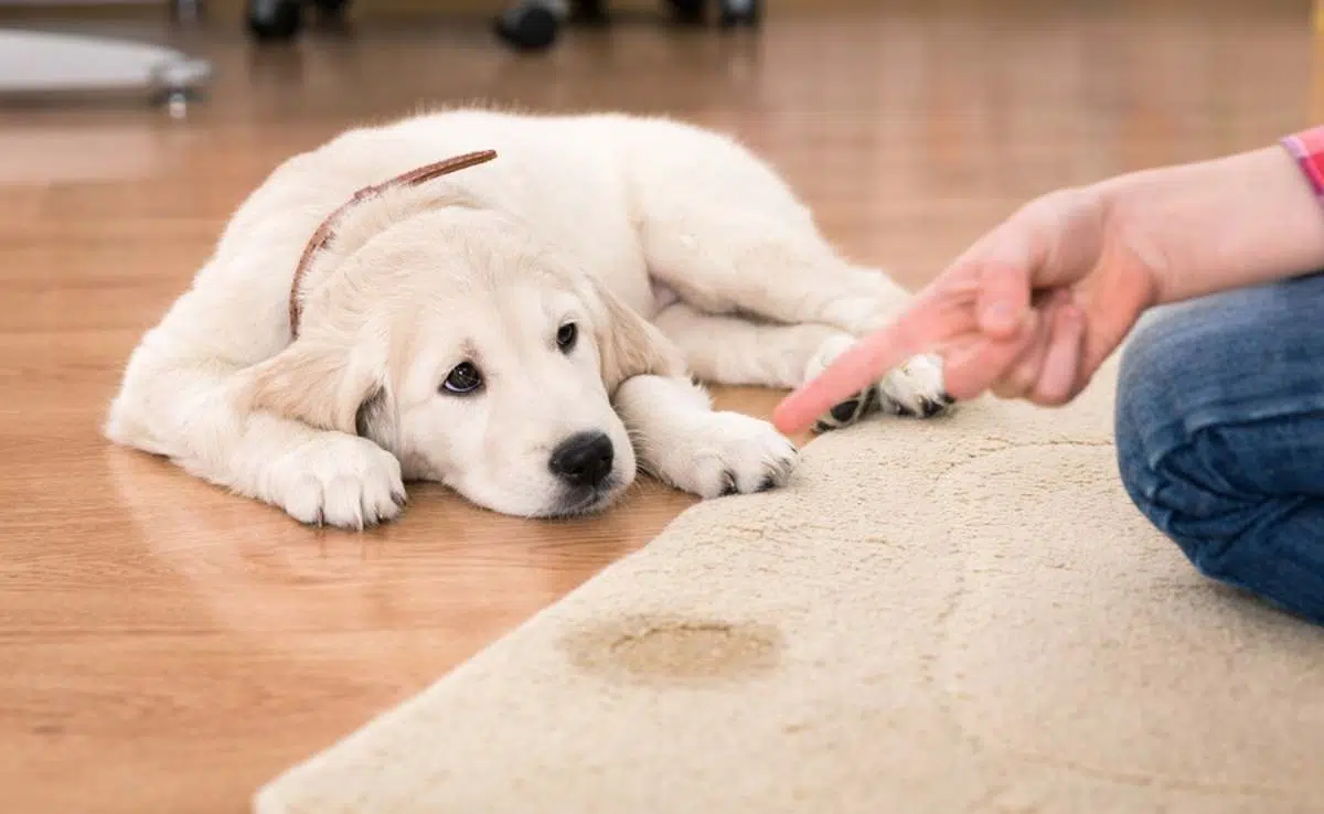 Jak znaleźć ukryte psie odchody: Porady ekspertów i jak je wyczyścić