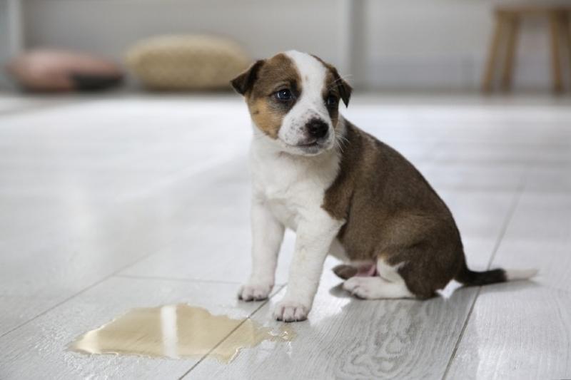 Jak powstrzymać psa przed sikaniem na podłogę i drewniane meble?