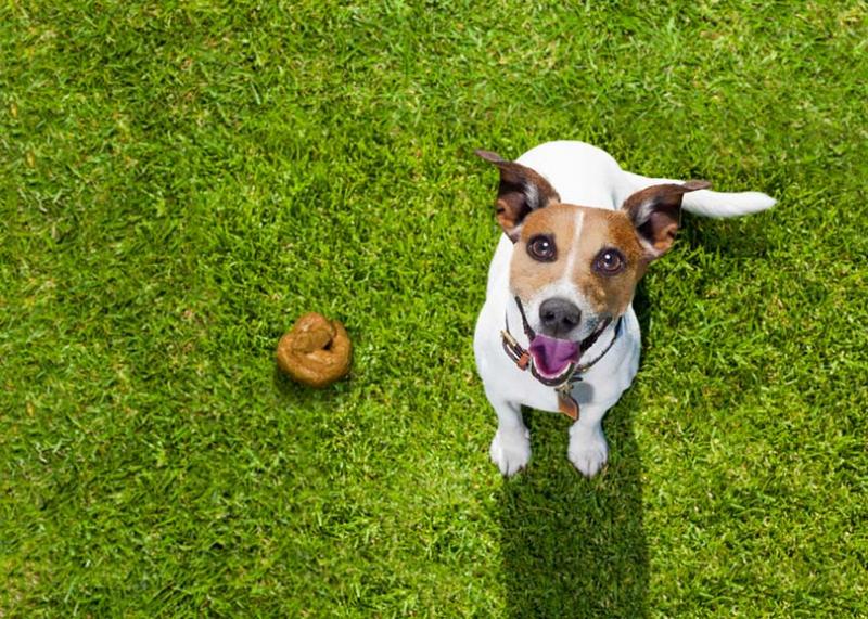 Jak pozbyć się psiej kupy bez zapachu (7 sposobów)
