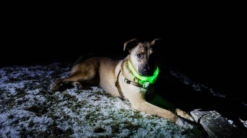 Zrozumienie widzenia nocnego u psów