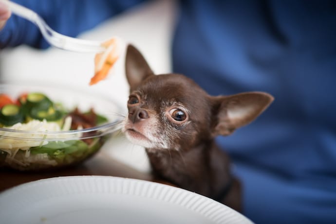 Ile krewetek może zjeść twój pies?