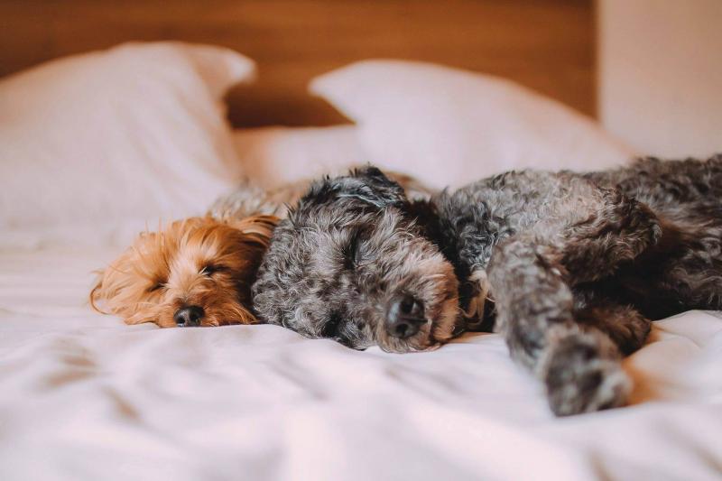 3 powody, dla których psy śpią zwinięte w kłębek