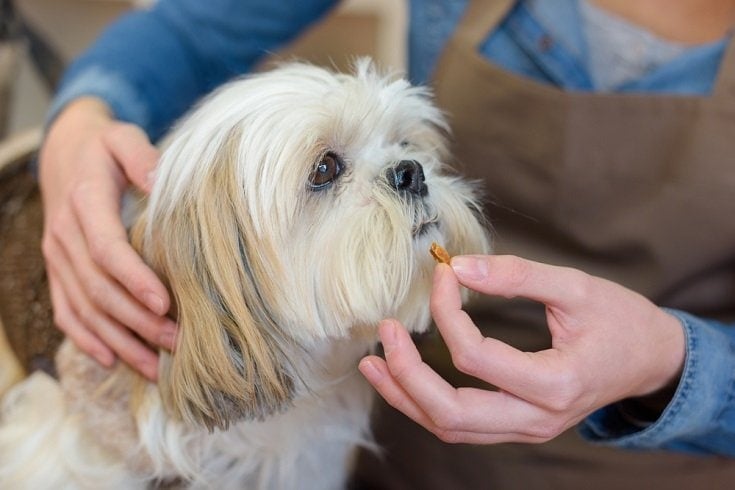 Jaki niedobór witamin powoduje wypadanie sierści u psów? Fakty zweryfikowane przez weterynarza