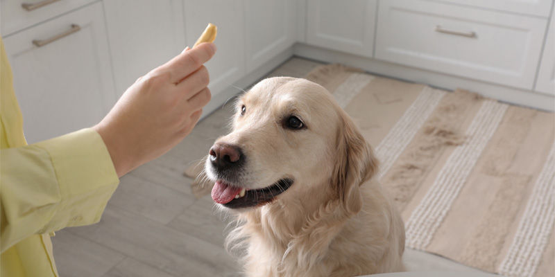 25 niebezpiecznych pokarmów, których pies nigdy nie powinien jeść: Lista sprawdzona przez weterynarza
